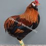 Zwerg-Araucana HV96KVE Bend Ruthenbeck